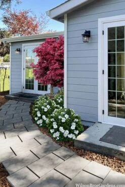 Snow Globe Gardenia - 3 Gallon Pot -Wilson Bros Gardens gardenia jasminoides snow globe 3