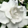 Snow Puff Hardy Gardenia - 7 Gallon Pot -Wilson Bros Gardens gardenia jasminoides snow puff 4