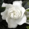 Summer Snow Gardenia - 3 Gallon Pot -Wilson Bros Gardens gardenia jasminoides summer snow 12