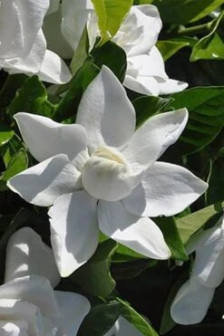 Summer Snow Gardenia - 3 Gallon Pot -Wilson Bros Gardens gardenia jasminoides summer snow 5