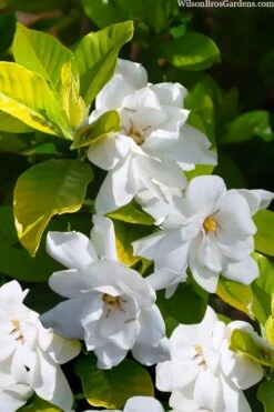 Gold Doubloon Gardenia - 1 Gallon Pot -Wilson Bros Gardens gardenia ogon no hana gold doubloon 3 1