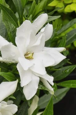 Radicans Creeping Dwarf Gardenia - 1 Gallon Pot -Wilson Bros Gardens gardenia radicans 22 1
