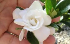 Jubilation Gardenia - 5 Gallon Pot -Wilson Bros Gardens gardeniajubilation 6