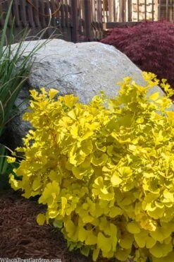 Troll Dwarf Ginkgo Tree - 2 Gallon Pot -Wilson Bros Gardens ginkgo biloba mariken dwarf 3 1