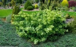Mariken Dwarf Ginkgo Tree - 3 Gallon Pot (2-3') -Wilson Bros Gardens ginkgo biloba mariken dwarf 5