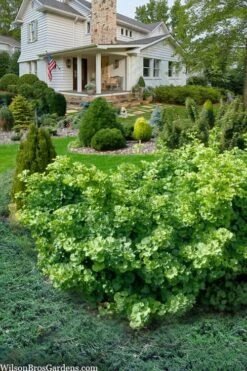 Mariken Dwarf Ginkgo Tree - 3 Gallon Pot (2-3') -Wilson Bros Gardens ginkgo biloba mariken dwarf 6