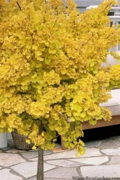 Mariken Dwarf Ginkgo Single Trunk Topiary Tree - 2 Gallon Pot 10 Mariken Dwarf Ginkgo Single Trunk Topiary Tree - 2 Gallon Pot -Wilson Bros Gardens ginkgo biloba mariken single trunk topiary tree 1