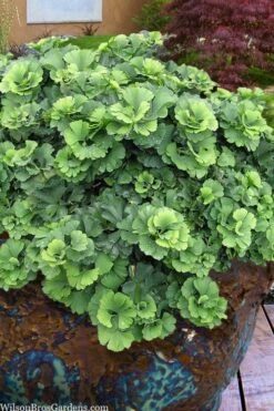 Troll Dwarf Ginkgo Tree - 2 Gallon Pot -Wilson Bros Gardens ginkgo biloba troll dwarf maidenhair tree 1