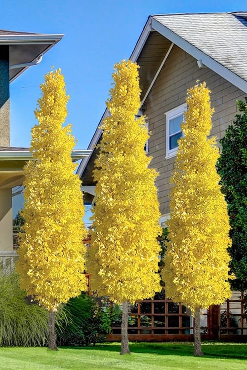 Sky Tower Ginkgo Maidenhair Tree (Male) - 7 Gallon Pot 3 Sky Tower Ginkgo Maidenhair Tree (Male) - 7 Gallon Pot