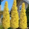 Sky Tower Ginkgo Maidenhair Tree (Male) - 3 Gallon Pot -Wilson Bros Gardens ginkgo sky tower 20