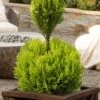 Goldcrest Monterey Lemon Cypress - 2-Ball Poodle Tier Topiary - 2 Gallon Pot -Wilson Bros Gardens goldcrest monterey lemon cypress two ball poodle tier topiary 1