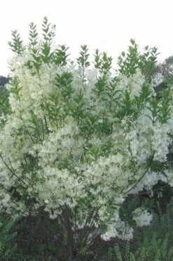 Grancy Graybeard - White Fringe Tree - 3 Gallon Pot -Wilson Bros Gardens grancy graybeard tree 33