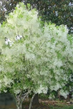 Grancy Graybeard - White Fringe Tree - 3 Gallon Pot -Wilson Bros Gardens grancy graybeard tree flowers 22 500x750 1