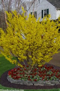 Arnold Promise Witch Hazel - 7 Gallon Pot -Wilson Bros Gardens hamamelis intermedia arnolds promise witch hazel 4