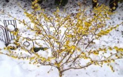 Arnold Promise Witch Hazel - 7 Gallon Pot -Wilson Bros Gardens hamamelis intermedia arnolds promise witch hazel 5