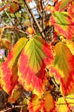Arnold Promise Witch Hazel - 7 Gallon Pot -Wilson Bros Gardens hamamelis intermedia arnolds promise witch hazel 7