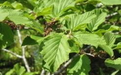 Arnold Promise Witch Hazel - 7 Gallon Pot -Wilson Bros Gardens hamamelis intermedia arnolds promise witch hazel 8