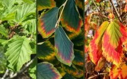 Arnold Promise Witch Hazel - 7 Gallon Pot -Wilson Bros Gardens hamamelis intermedia arnolds promise witch hazel 9