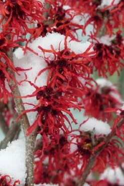 Diane Red Witch Hazel (Hamamelis X Intermedia) - 7 Gallon Pot