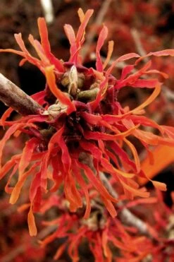 Diane Red Witch Hazel (Hamamelis X Intermedia) - 7 Gallon Pot -Wilson Bros Gardens hamamelis intermedia diane witch hazel 2