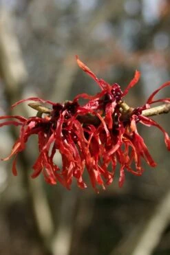 Diane Red Witch Hazel (Hamamelis X Intermedia) - 7 Gallon Pot -Wilson Bros Gardens hamamelis intermedia diane witch hazel 4