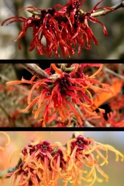 Diane Red Witch Hazel (Hamamelis X Intermedia) - 7 Gallon Pot -Wilson Bros Gardens hamamelis intermedia diane witch hazel 5
