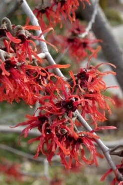 Diane Red Witch Hazel (Hamamelis X Intermedia) - 7 Gallon Pot -Wilson Bros Gardens hamamelis intermedia diane witch hazel 6