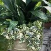 Variegated Algerian Ivy (Hedera Algeriensis 'Gloire De Marengo') - 18 Pack Of Pint Pots -Wilson Bros Gardens hedera algeriensis gloire de marengo variegated algerian ivy 102 1