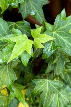 Wilson Ivy (Hedera Helix) - 5 Pack Of Quart Pots -Wilson Bros Gardens hedera helix wilsonii wilson ivy 1