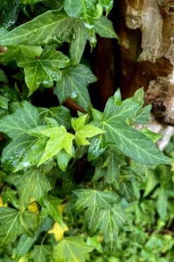 Wilson Ivy (Hedera Helix) - 5 Pack Of Quart Pots -Wilson Bros Gardens hedera helix wilsonii wilson ivy 2