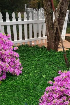 Wilson Ivy (Hedera Helix) - 5 Pack Of Quart Pots -Wilson Bros Gardens hedera helix wilsonii wilson ivy 5