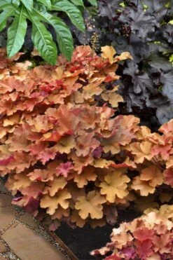 Caramel Heuchera (Villosa Hybrid) - 1 Gallon Pot -Wilson Bros Gardens heuchera caramel 20