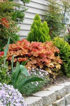 Caramel Heuchera (Villosa Hybrid) - 1 Gallon Pot -Wilson Bros Gardens heuchera caramel 21