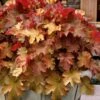 Caramel Heuchera (Villosa Hybrid) - 1 Gallon Pot -Wilson Bros Gardens heuchera caramel coral bells 31