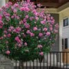 Lucy Rose Of Sharon (Single Trunk Tree) - 7 Gallon Pot (4-5') -Wilson Bros Gardens hibiscus syriacus lucy rose of sharon tree 2