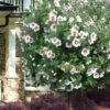 Morning Star Rose Of Sharon (Single Trunk Tree) - 7 Gallon Pot (3-4') -Wilson Bros Gardens hibiscus syriacus morning star rose of sharon tree 1