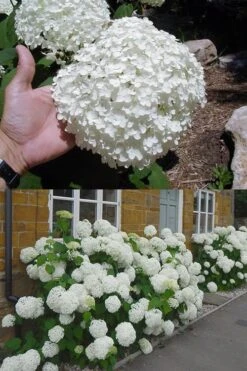 Annabelle Hydrangea - 3 Gallon Pot 18 Annabelle Hydrangea - 3 Gallon Pot -Wilson Bros Gardens hydrangea annabelle 2 500x750 1