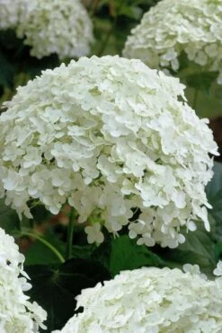 Annabelle Hydrangea - 3 Gallon Pot 19 Annabelle Hydrangea - 3 Gallon Pot -Wilson Bros Gardens hydrangea arborescens annabelle 10
