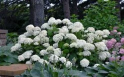 Annabelle Hydrangea - 3 Gallon Pot 17 Annabelle Hydrangea - 3 Gallon Pot -Wilson Bros Gardens hydrangea arborescens annabelle 11