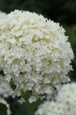 Annabelle Hydrangea - 3 Gallon Pot 16 Annabelle Hydrangea - 3 Gallon Pot -Wilson Bros Gardens hydrangea arborescens annabelle 12