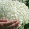 Annabelle Hydrangea - 3 Gallon Pot -Wilson Bros Gardens hydrangea arborescens annabelle 21 1