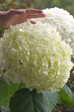 Incrediball Smooth Hydrangea - 3 Gallon Pot -Wilson Bros Gardens hydrangea arborescens incrediball 10