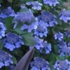 Bluebird Hydrangea - 2 Gallon Pot -Wilson Bros Gardens hydrangea bluebird 21