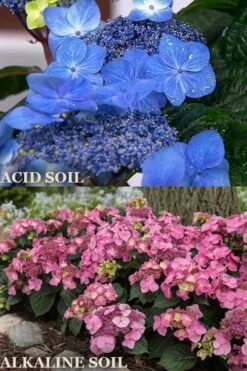 Endless Summer 'Pop Star' Hydrangea - 3 Gallon Pot -Wilson Bros Gardens hydrangea endless summer pop star 1