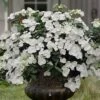 Fairytrail Bride Cascade Hydrangea - 1 Gallon Pot 2 Fairytrail Bride Cascade Hydrangea - 1 Gallon Pot -Wilson Bros Gardens hydrangea fairytrail bride 11 2