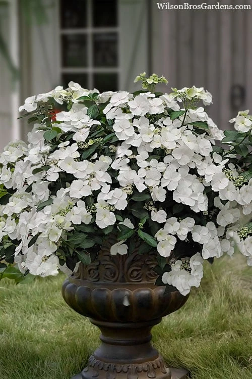 Fairytrail Bride Cascade Hydrangea - 2 Gallon Pot 3 Fairytrail Bride Cascade Hydrangea - 2 Gallon Pot