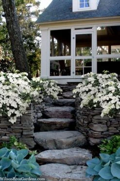 Fairytrail Bride Cascade Hydrangea - 3 Gallon Pot -Wilson Bros Gardens hydrangea fairytrail bride 6 1