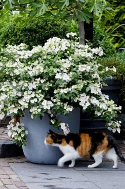 Fairytrail Bride Cascade Hydrangea - 2 Gallon Pot 11 Fairytrail Bride Cascade Hydrangea - 2 Gallon Pot -Wilson Bros Gardens hydrangea fairytrail bride 7