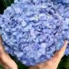 Big Daddy Hydrangea - 3 Gallon Pot -Wilson Bros Gardens hydrangea macrophylla big daddy 101 2