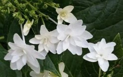 Fuji Waterfall Hydrangea - 1 Gallon Pot -Wilson Bros Gardens hydrangea macrophylla fuji waterfall 2 1